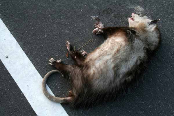 Roadkill